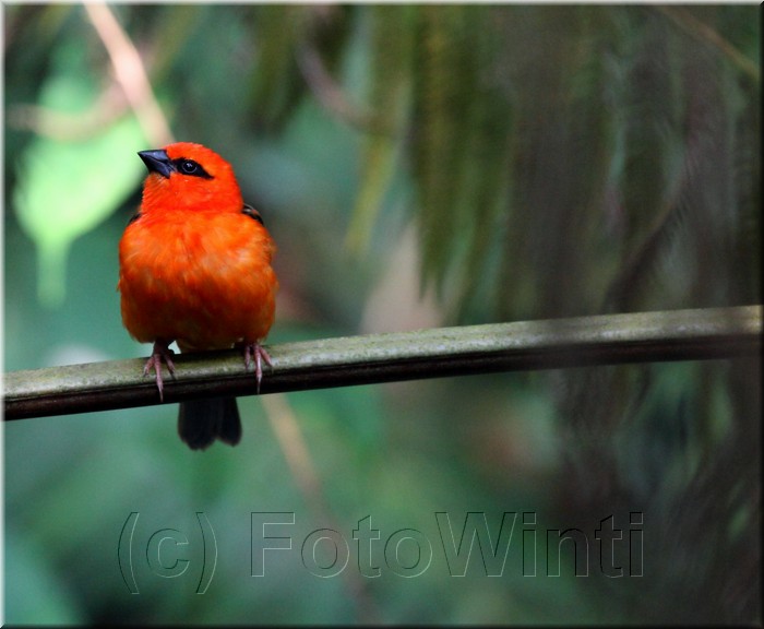 Foudia madagascariensis3.JPG