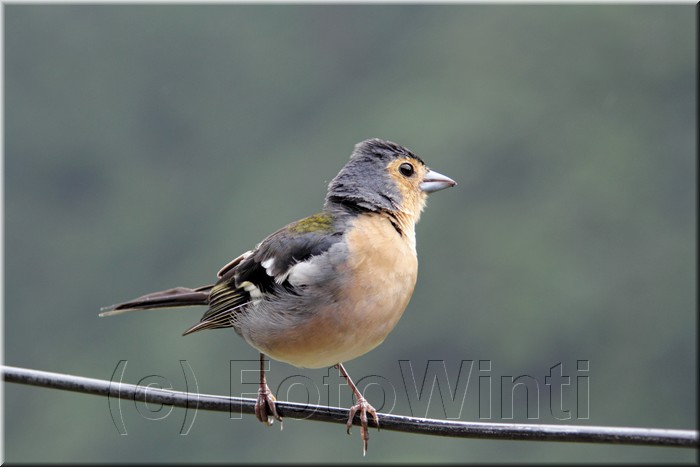 Fringilla coelebs maderensis Sharpe2.JPG
