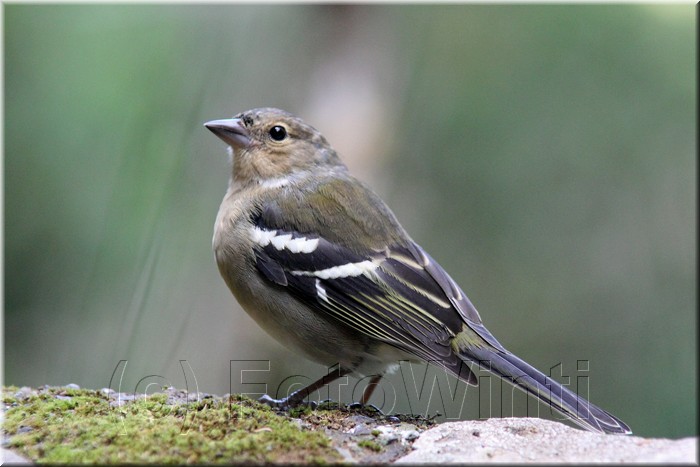 Fringilla coelebs maderensis Sharpe3.JPG