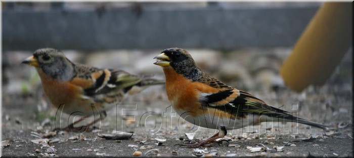 Fringilla montifringilla.JPG