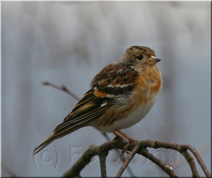 Fringilla montifringilla2.JPG