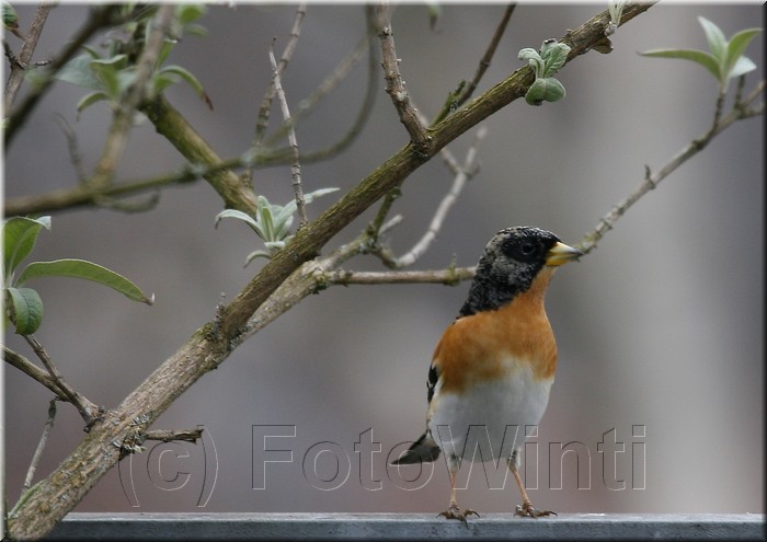 Fringilla montifringilla3.JPG