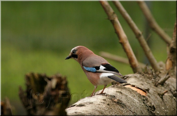 Garrulus glandarius.JPG
