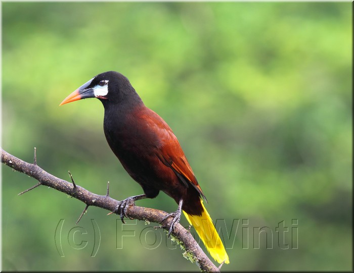 Gymnostinops montezuma 2.JPG