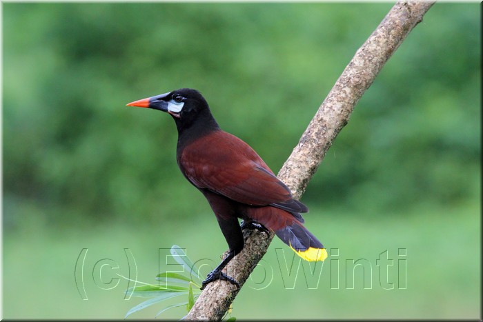 Gymnostinops montezuma 3.JPG