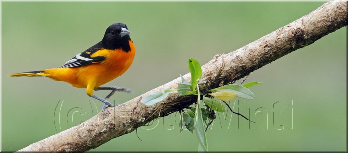Icterus galbula 2.JPG
