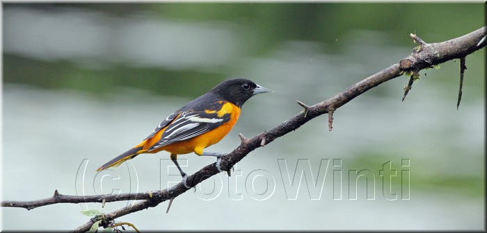 Icterus galbula.JPG