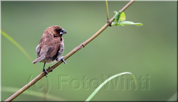 Lonchura punctulata.jpg