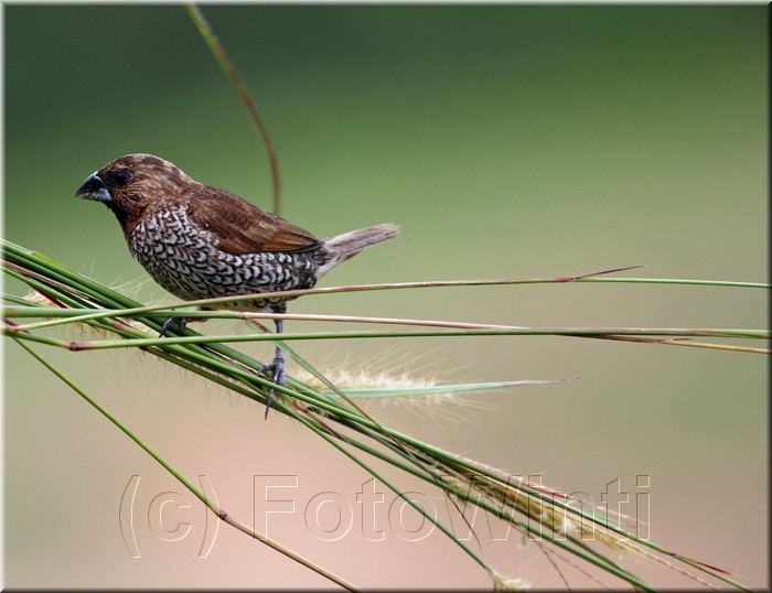 Lonchura punctulata2.jpg