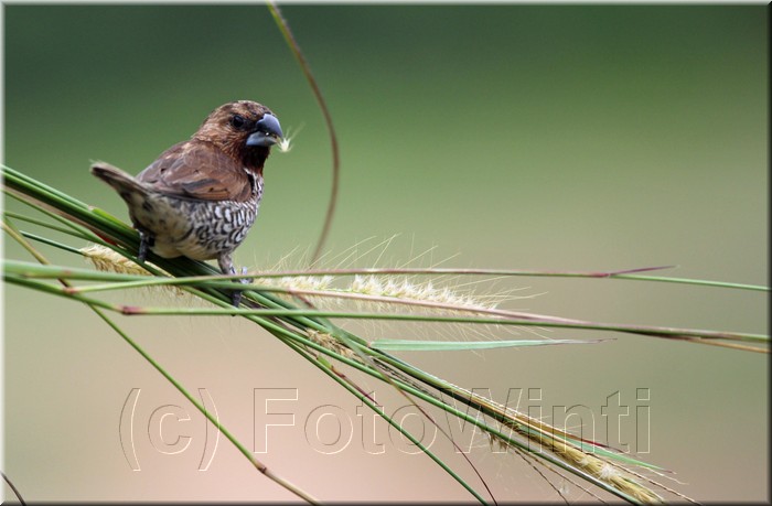 Lonchura punctulata3.jpg