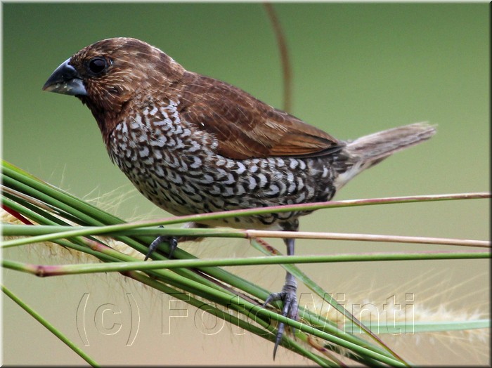 Lonchura punctulata4.jpg