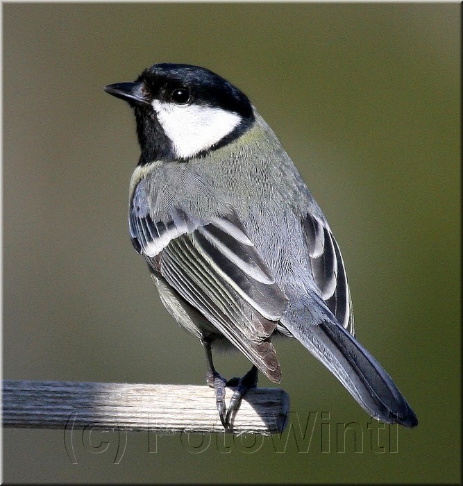 Parus major.JPG