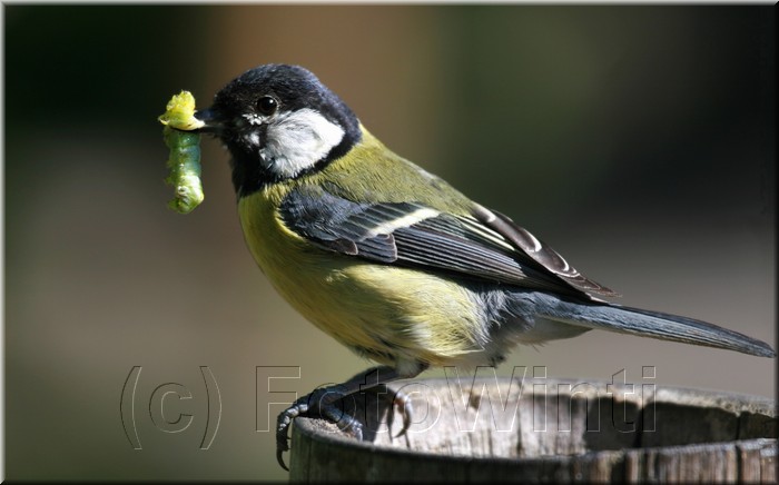 Parus major2.JPG
