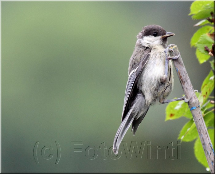 Parus palustris.JPG