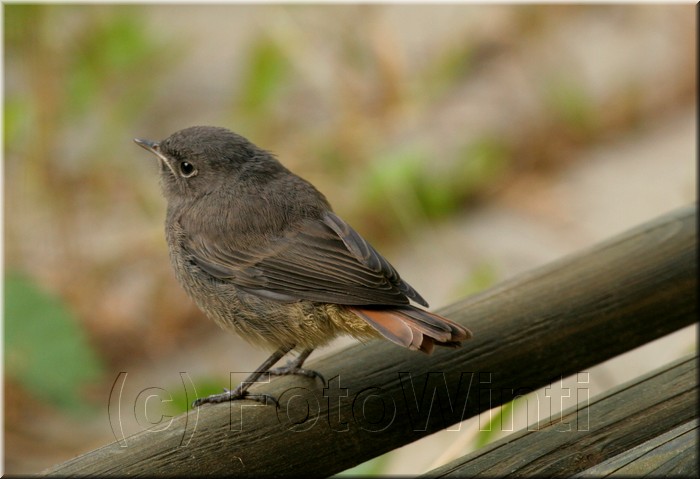 Phoenicurus ochruros juvenil.JPG