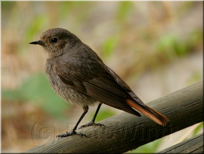 Phoenicurus ochruros.JPG