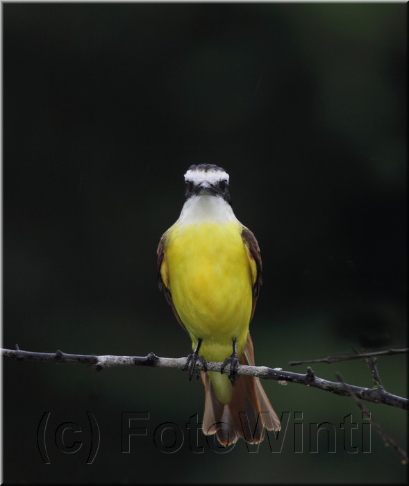 Pitangus sulphuratus 2.JPG
