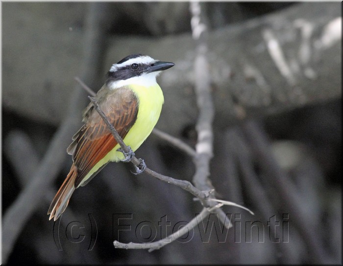 Pitangus sulphuratus 3.JPG