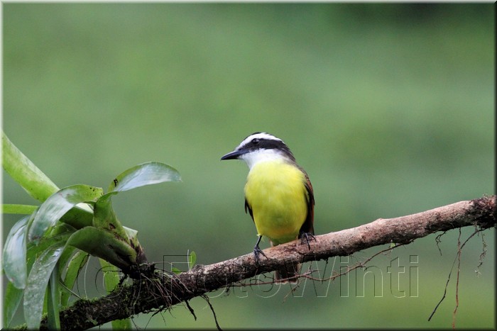 Pitangus sulphuratus 4.JPG
