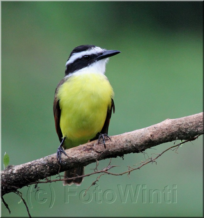 Pitangus sulphuratus.JPG