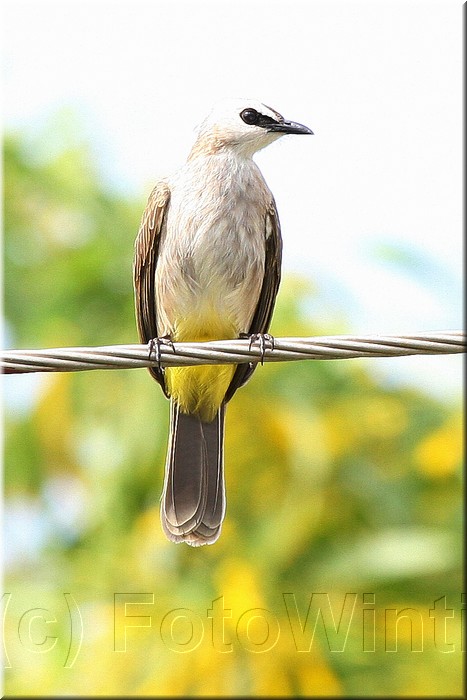 Pycnonotus goiavier.JPG