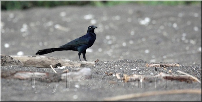 Quiscalus mexicanus 1.JPG