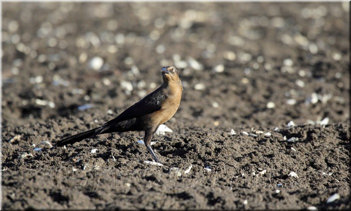 Quiscalus mexicanus 3.JPG