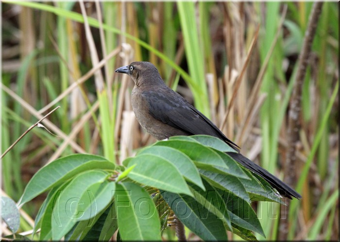 Quiscalus mexicanus 4.JPG