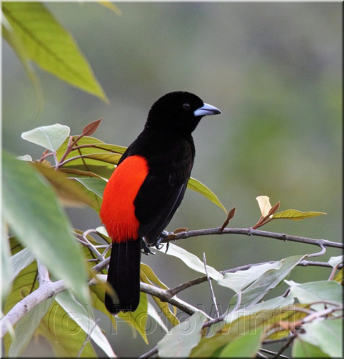 Ramphocelus costaricensis 2.JPG