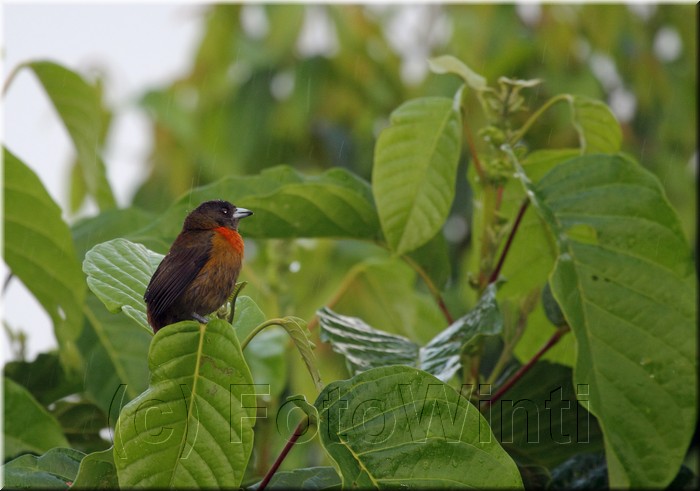 Ramphocelus costaricensis 3.JPG
