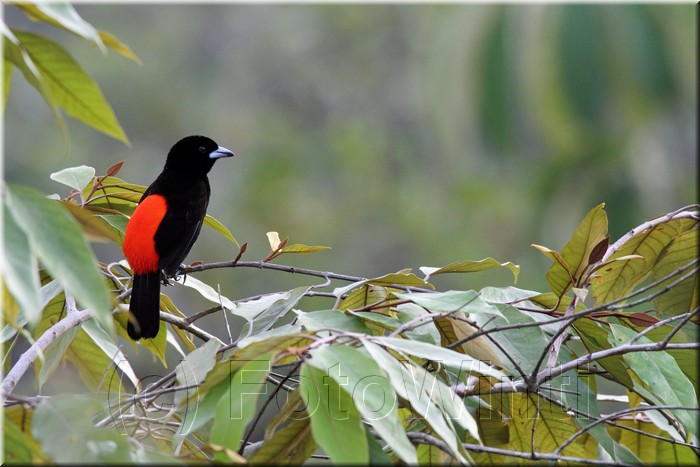 Ramphocelus costaricensis.JPG