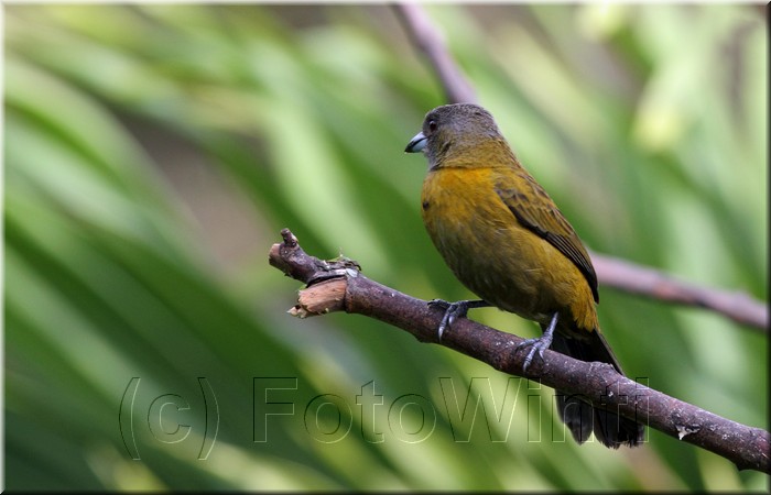Ramphocelus passerinii 5.JPG