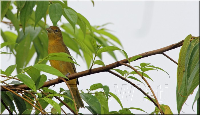 Rhytipterna holerythra 1.JPG