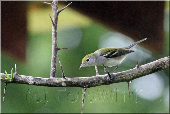 Setophaga pensylvanica 1.JPG