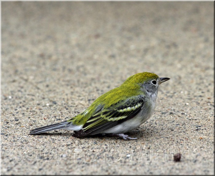 Setophaga pensylvanica 2.JPG