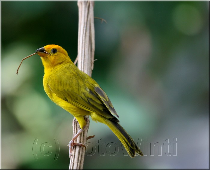 Sicalis flaveola2.JPG