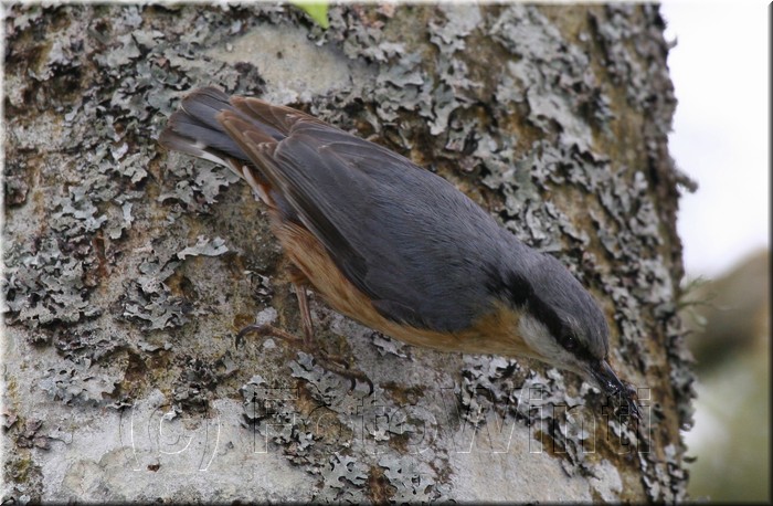 Sitta europaea.JPG