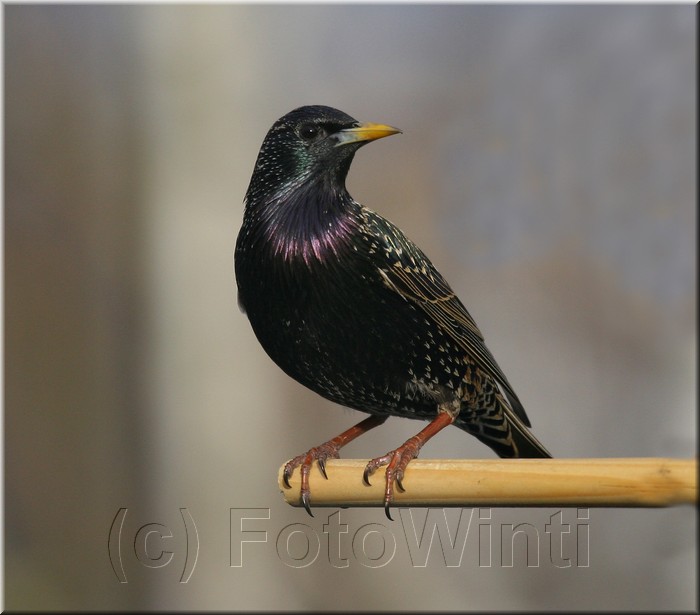 Sturnus vulgaris.JPG