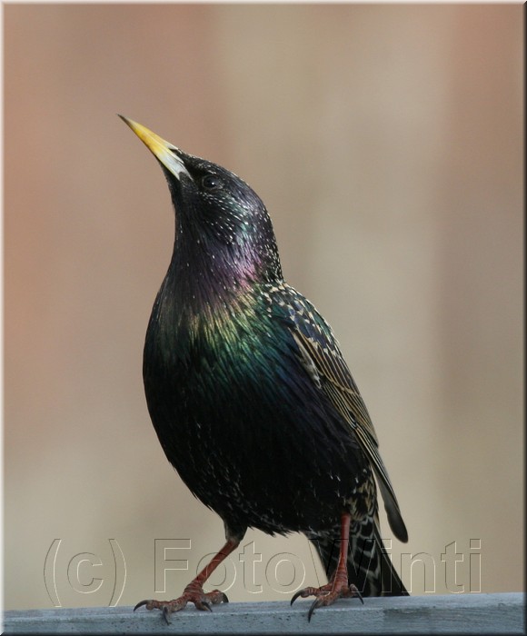 Sturnus vulgaris2.JPG