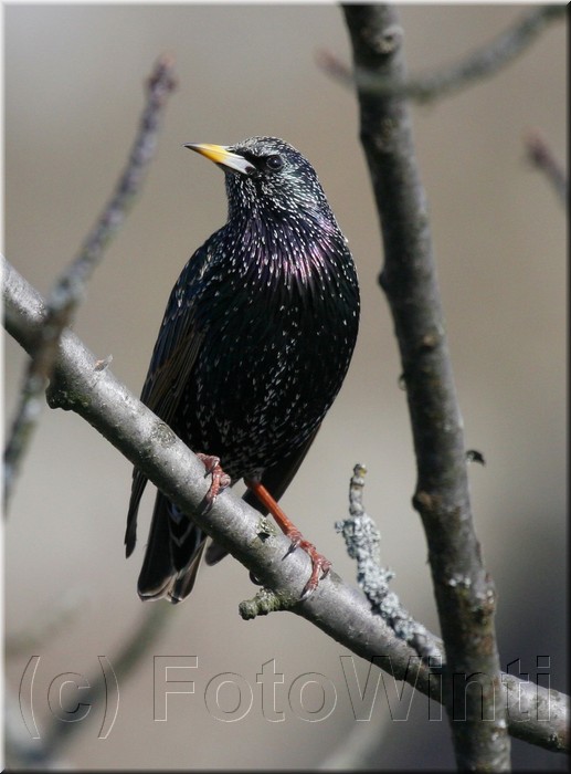 Sturnus vulgaris4.JPG
