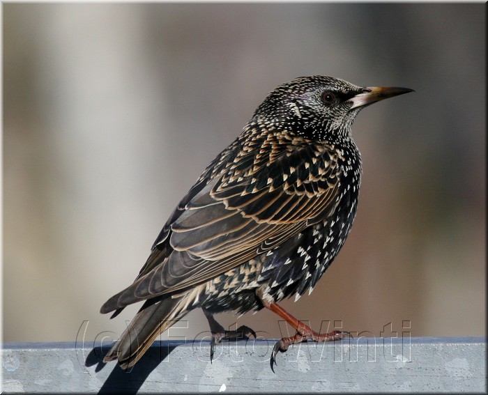 Sturnus vulgaris5.JPG