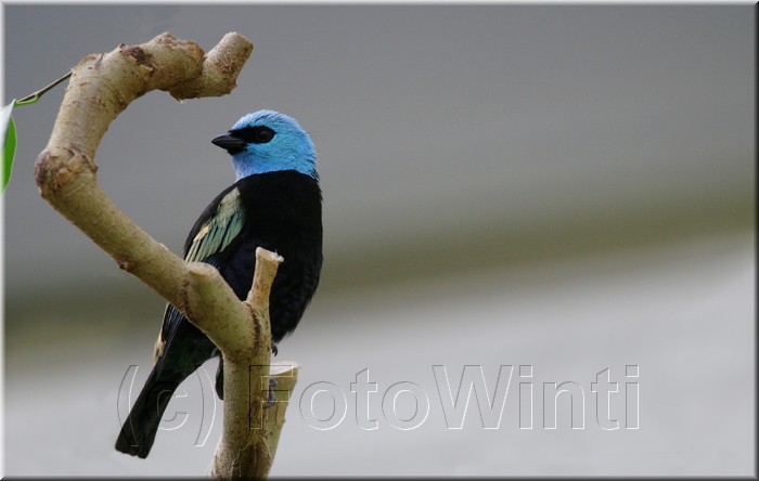 Tangara cyanicollis.JPG