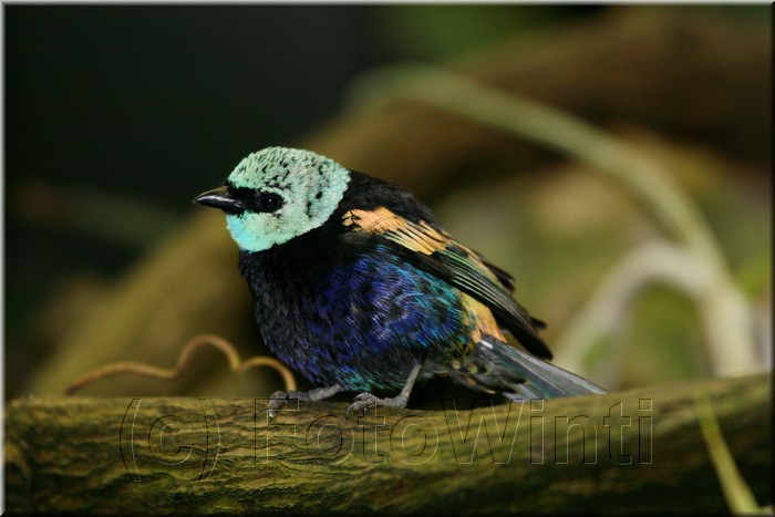 Tangara cyanicollis2.JPG