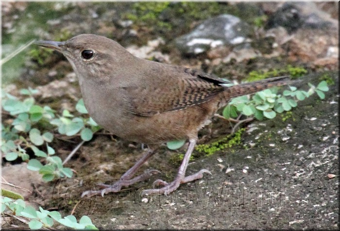 Troglodytes aedon 2.jpg