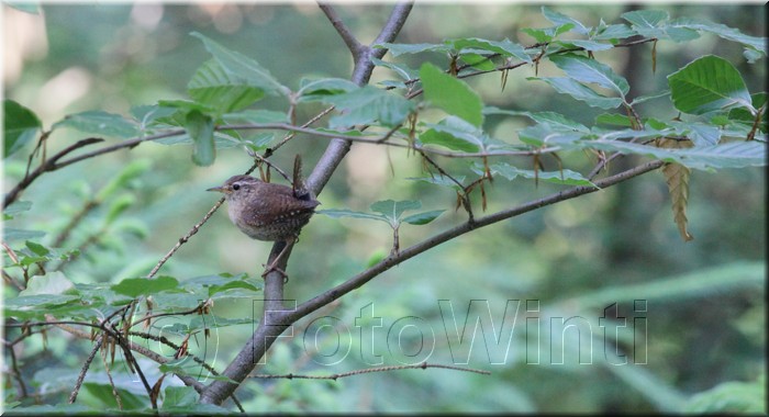 Troglodytes troglodytes2.JPG
