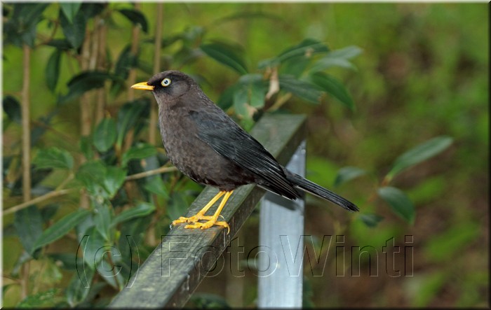 Turdus nigrescens 1.JPG