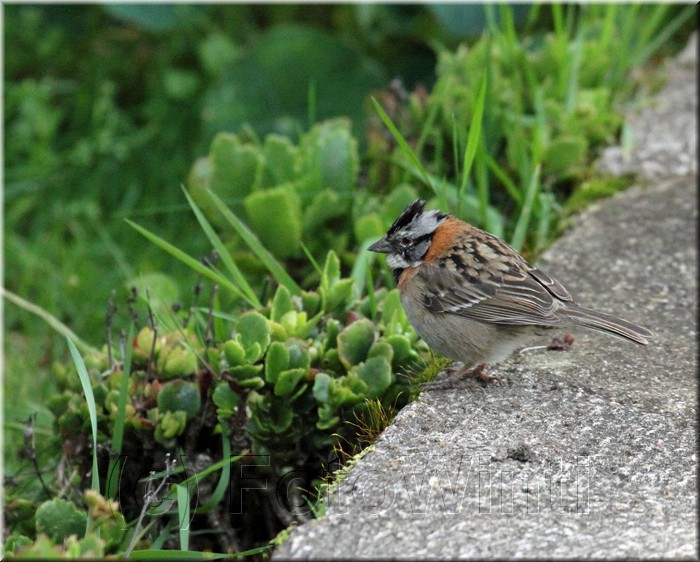 Zonotrichia capensis 1.JPG