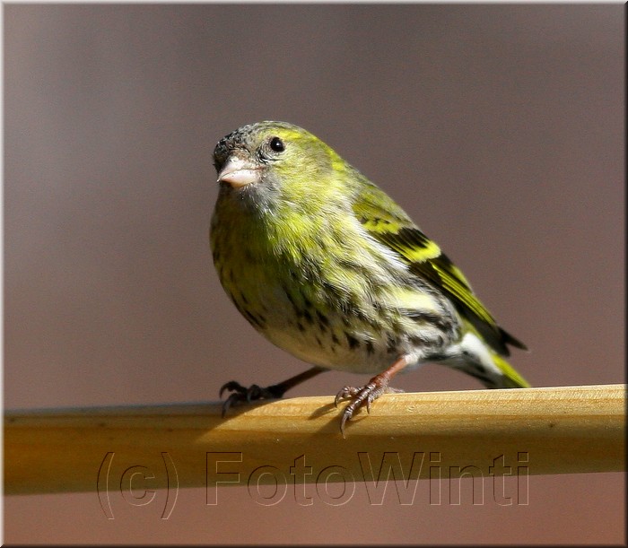 carduelis spinus.JPG