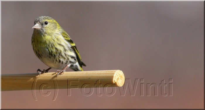 carduelis spinus2.JPG