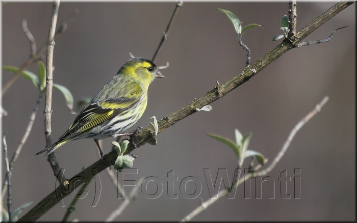 carduelis spinus3.JPG
